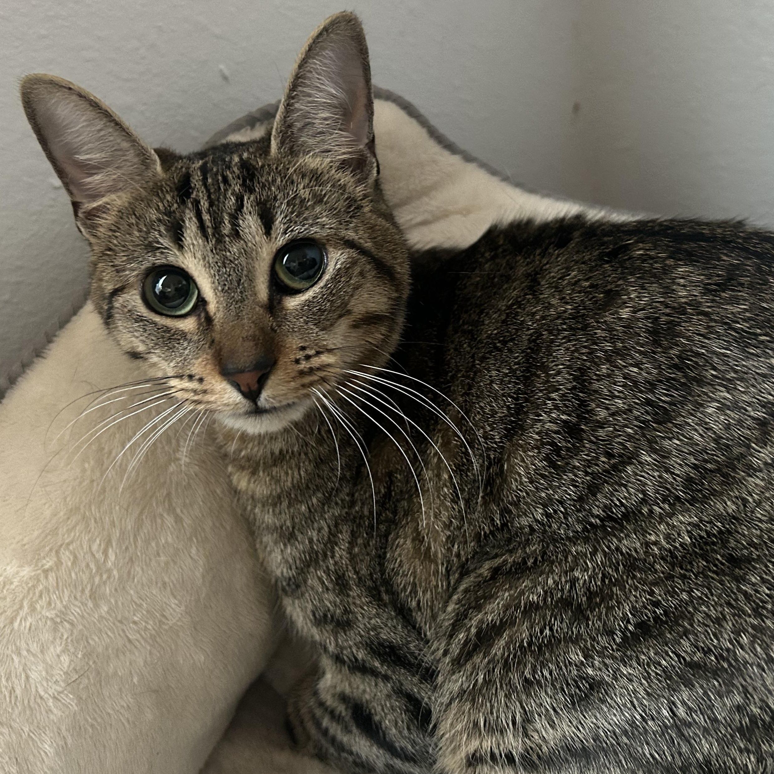 Maira, Adoptable, Young Female Tabby & Domestic Short Hair.