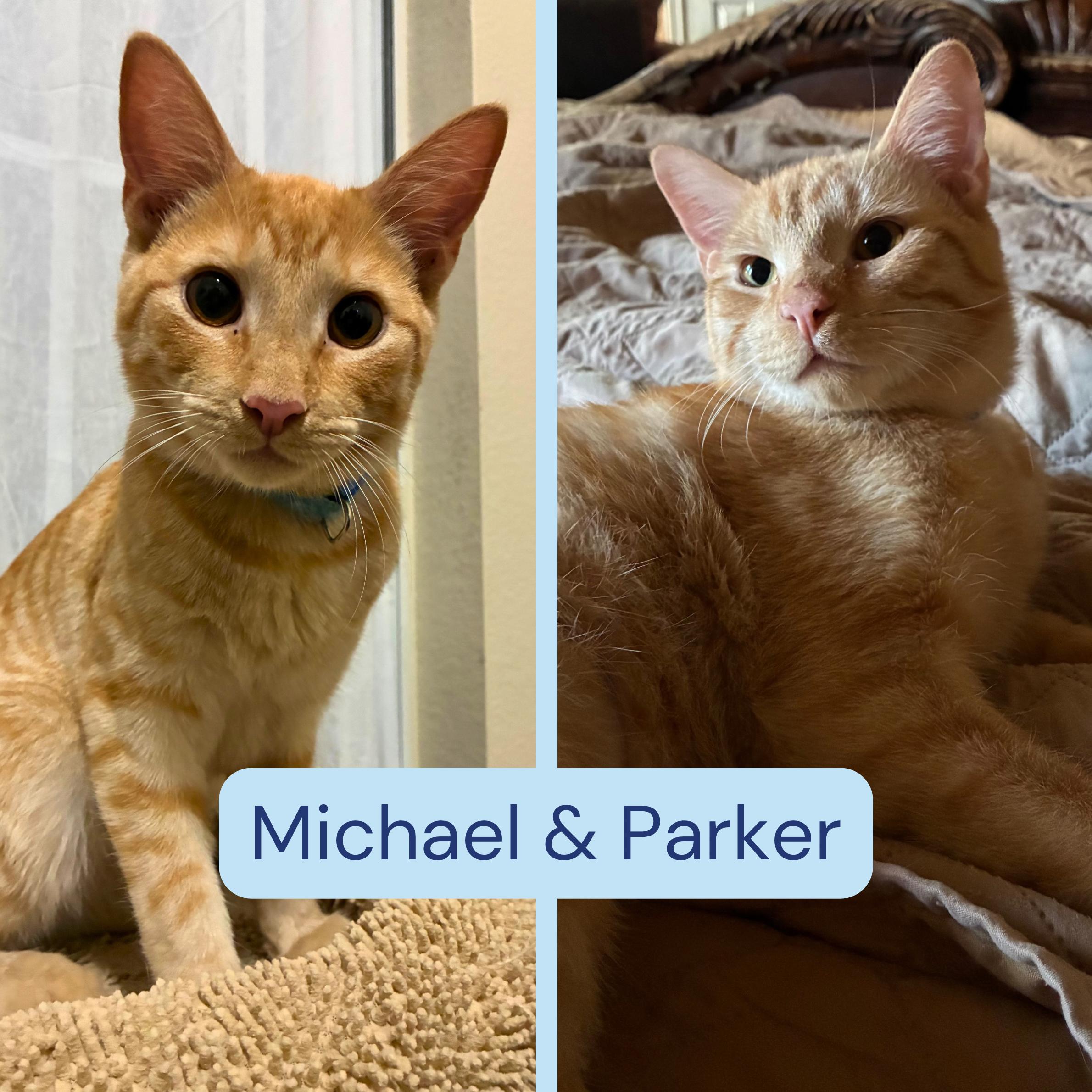 Enlarge Coach Sark & Parker Livingstone *bonded pair*, a hold mixed breed in Austin, TX image 1/5