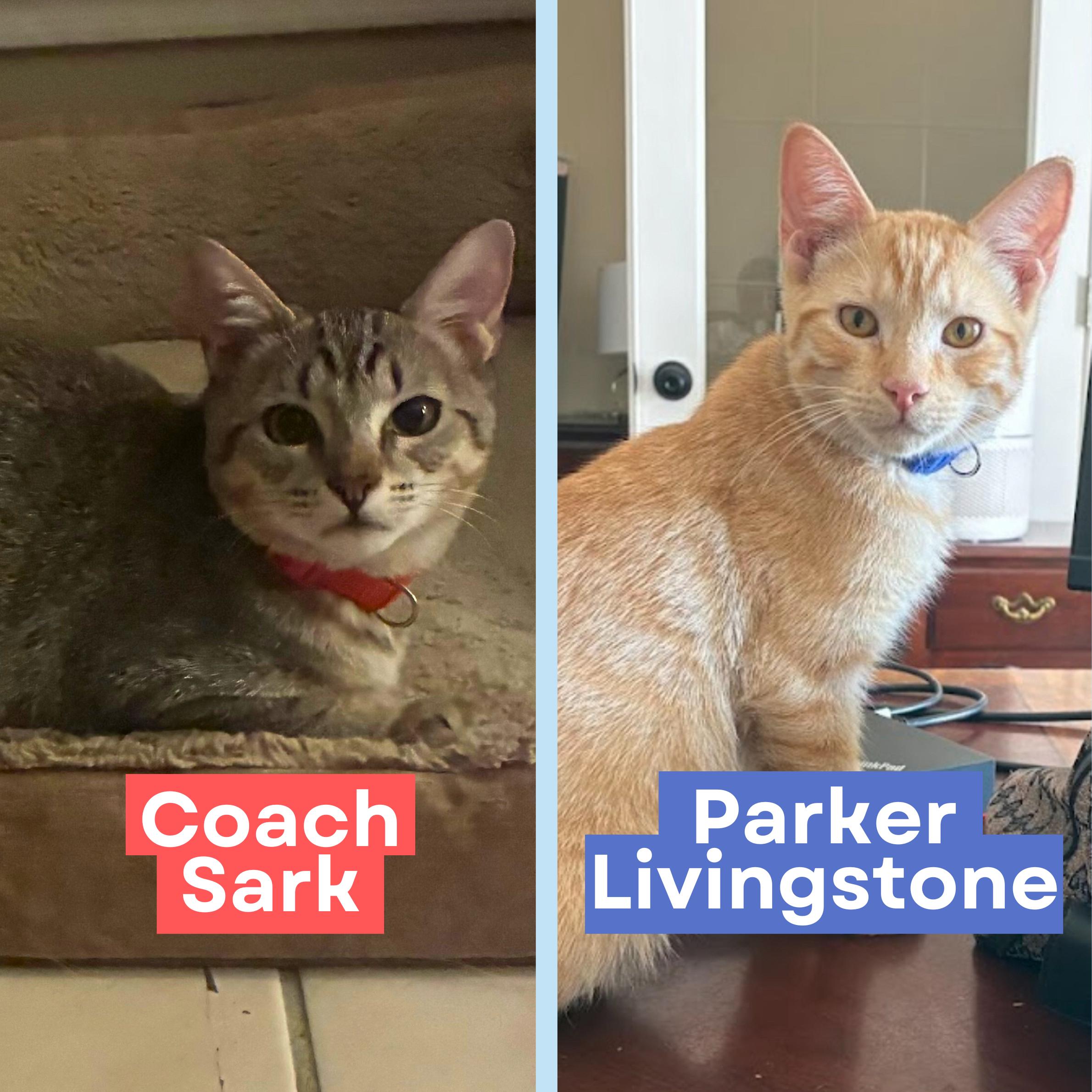 Coach Sark & Parker Livingstone *bonded pair*, Adoptable, Young Male Domestic Short Hair.