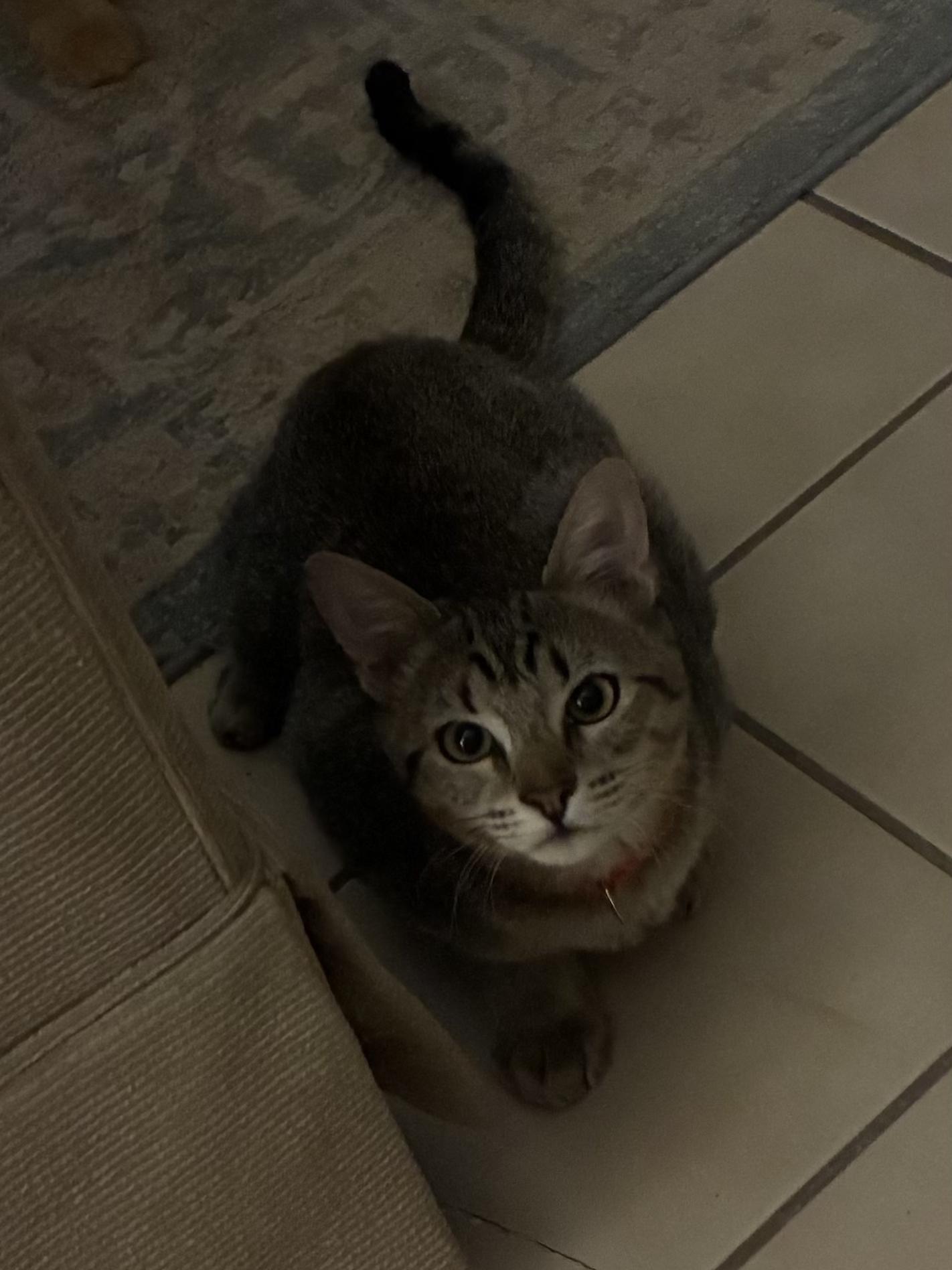 Enlarge Coach Sark & Parker Livingstone *bonded pair*, a Adoptable mixed breed in Austin, TX image 3/4