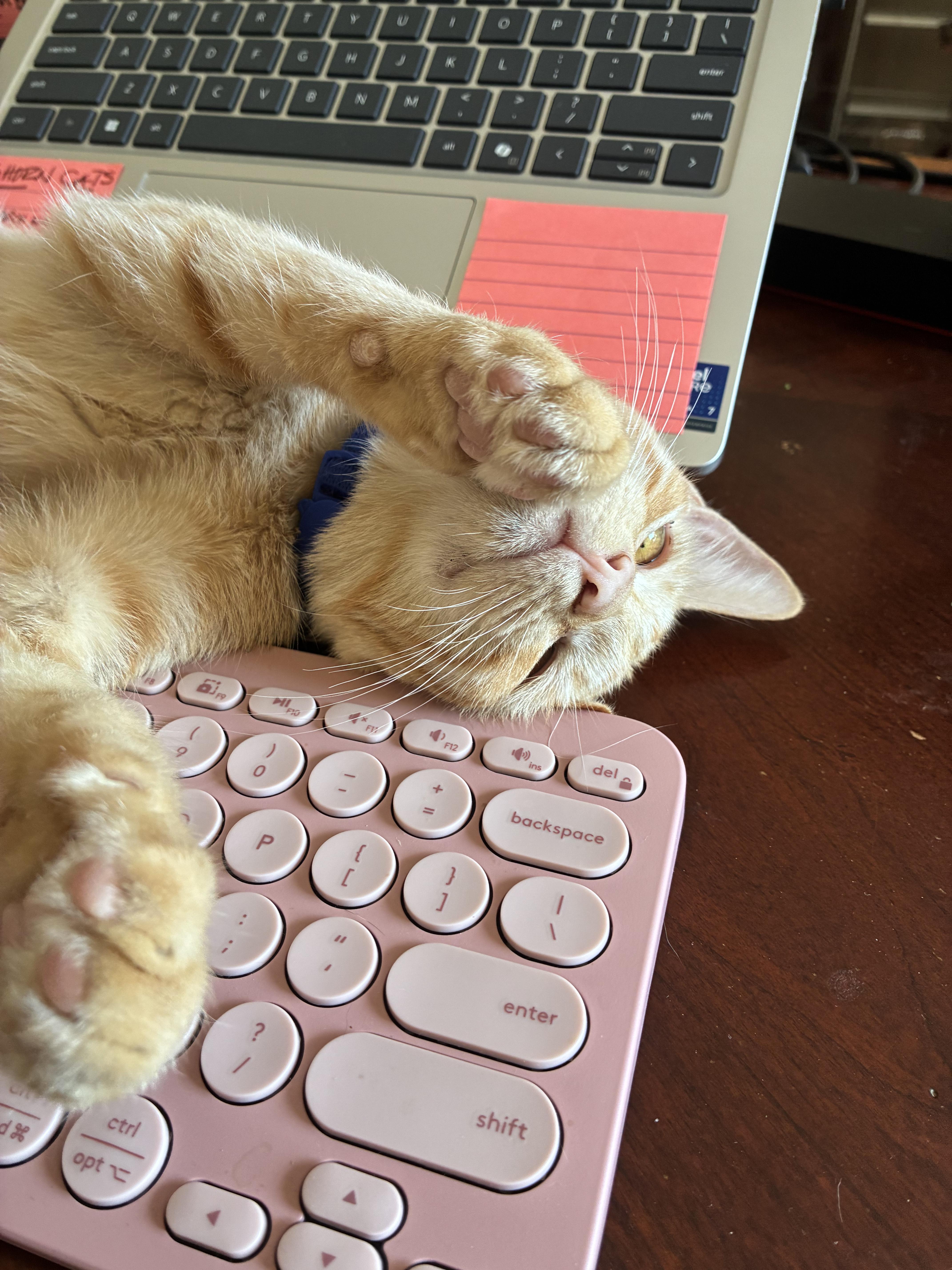 Enlarge Coach Sark & Parker Livingstone *bonded pair*, a Adoptable mixed breed in Austin, TX image 2/4