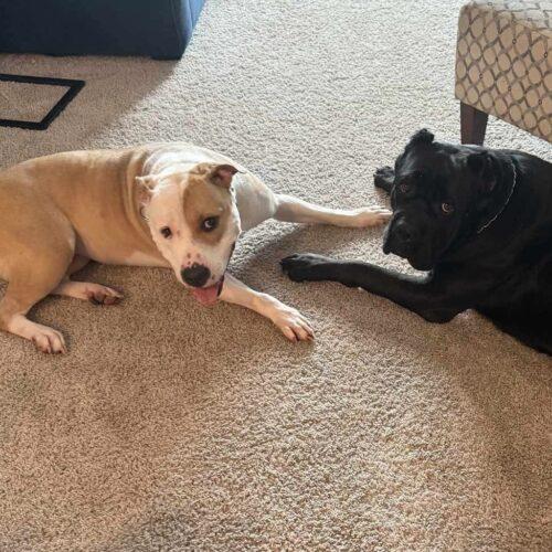 Latto, Adoptable, Adult Female Mixed Breed.