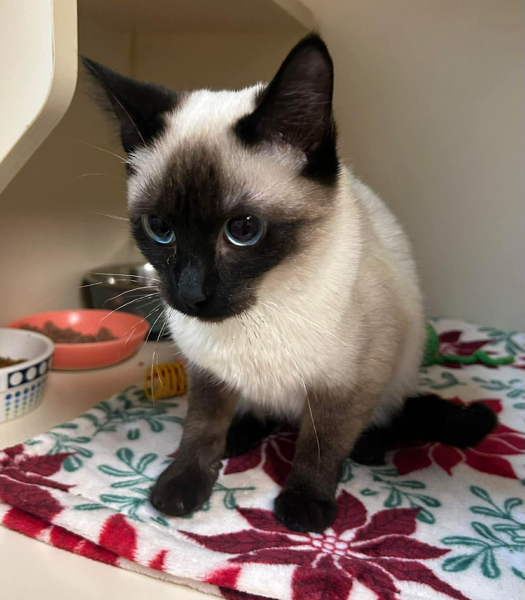 Enlarge Mochi, an adopted Siamese in Elyria, OH image 1/1