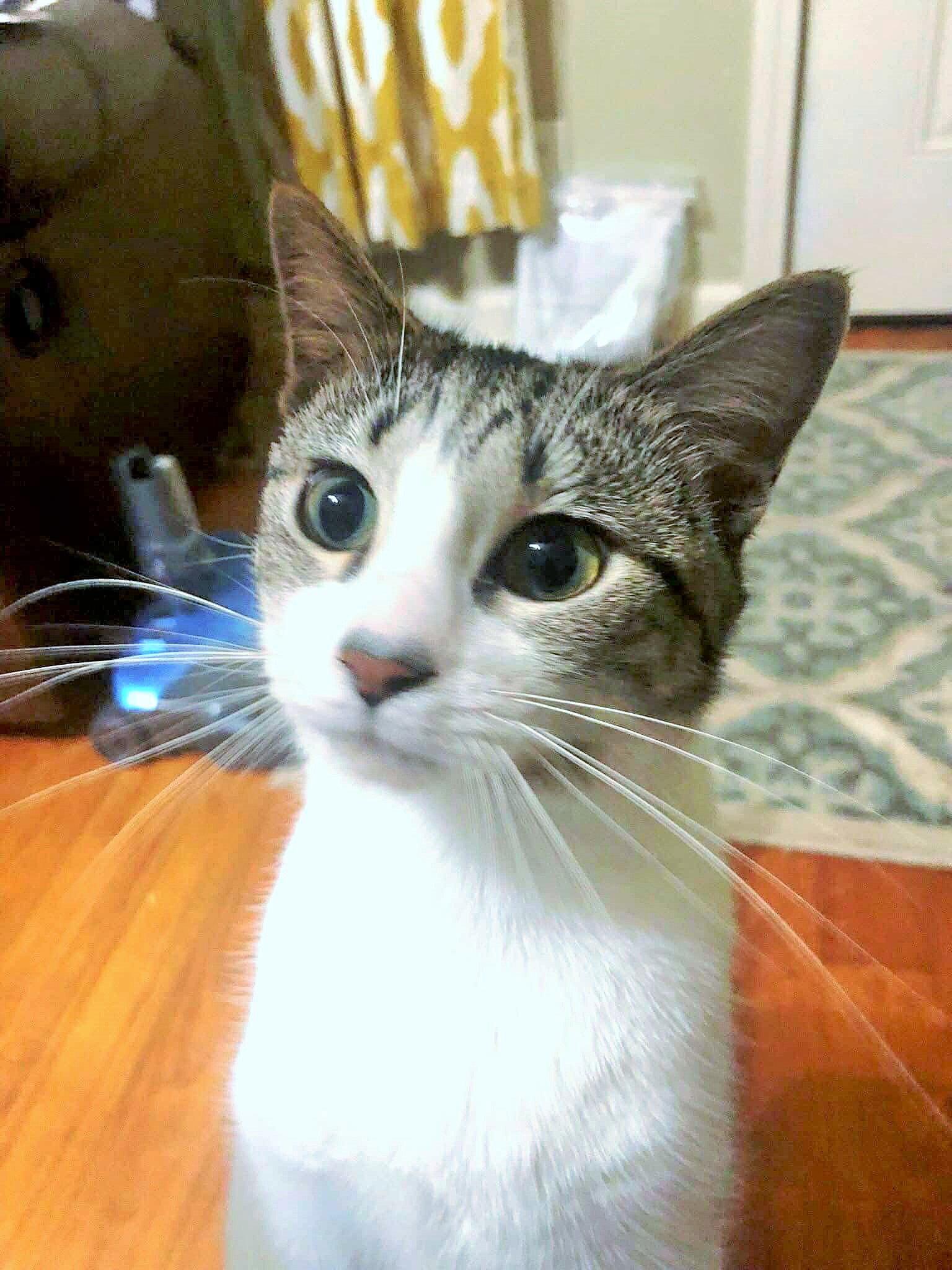 Enlarge Feather, a Adoptable Domestic Short Hair in Social Circle, GA image 1/3