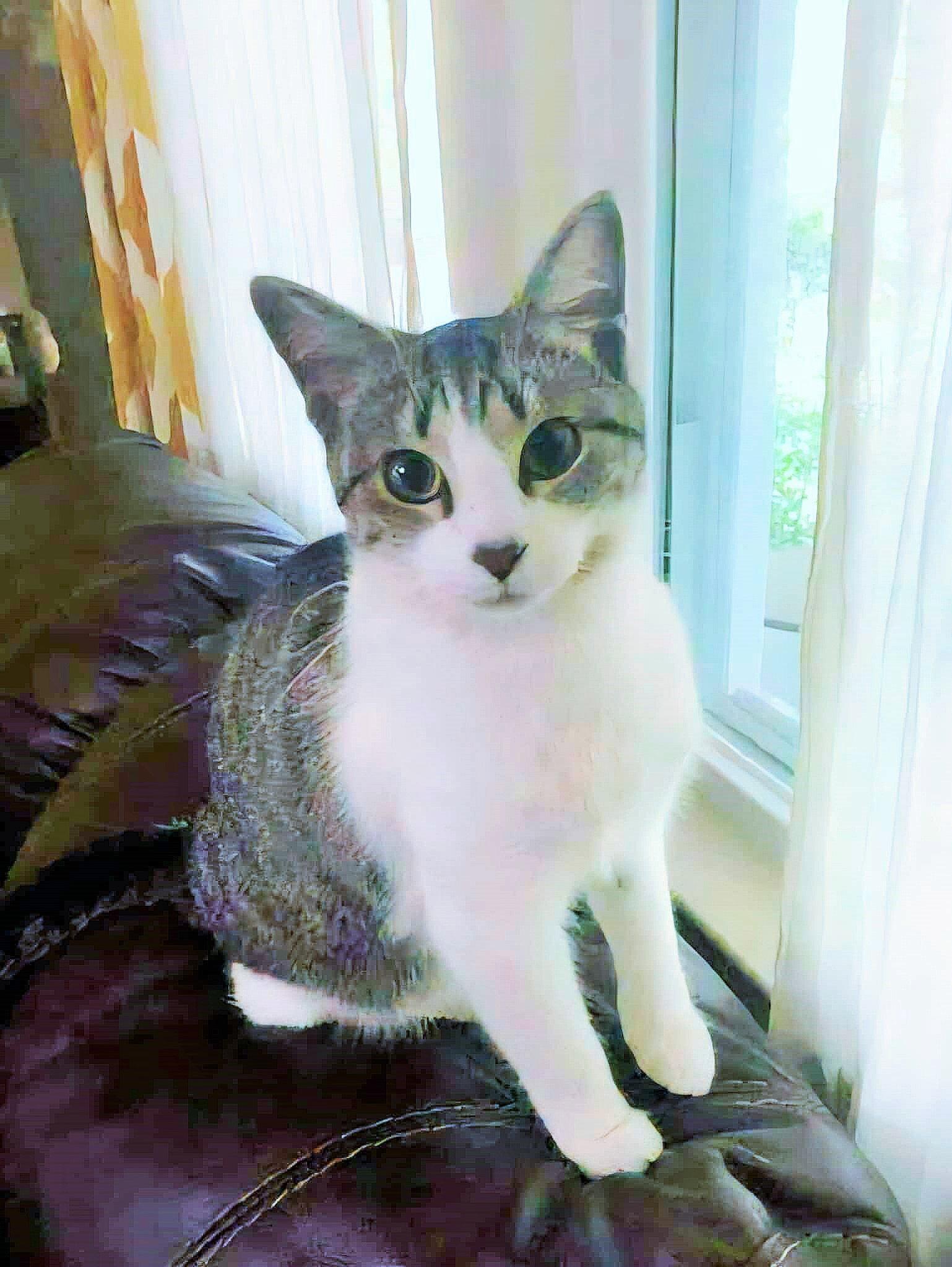 Enlarge Feather, a Adoptable Domestic Short Hair in Social Circle, GA image 2/3