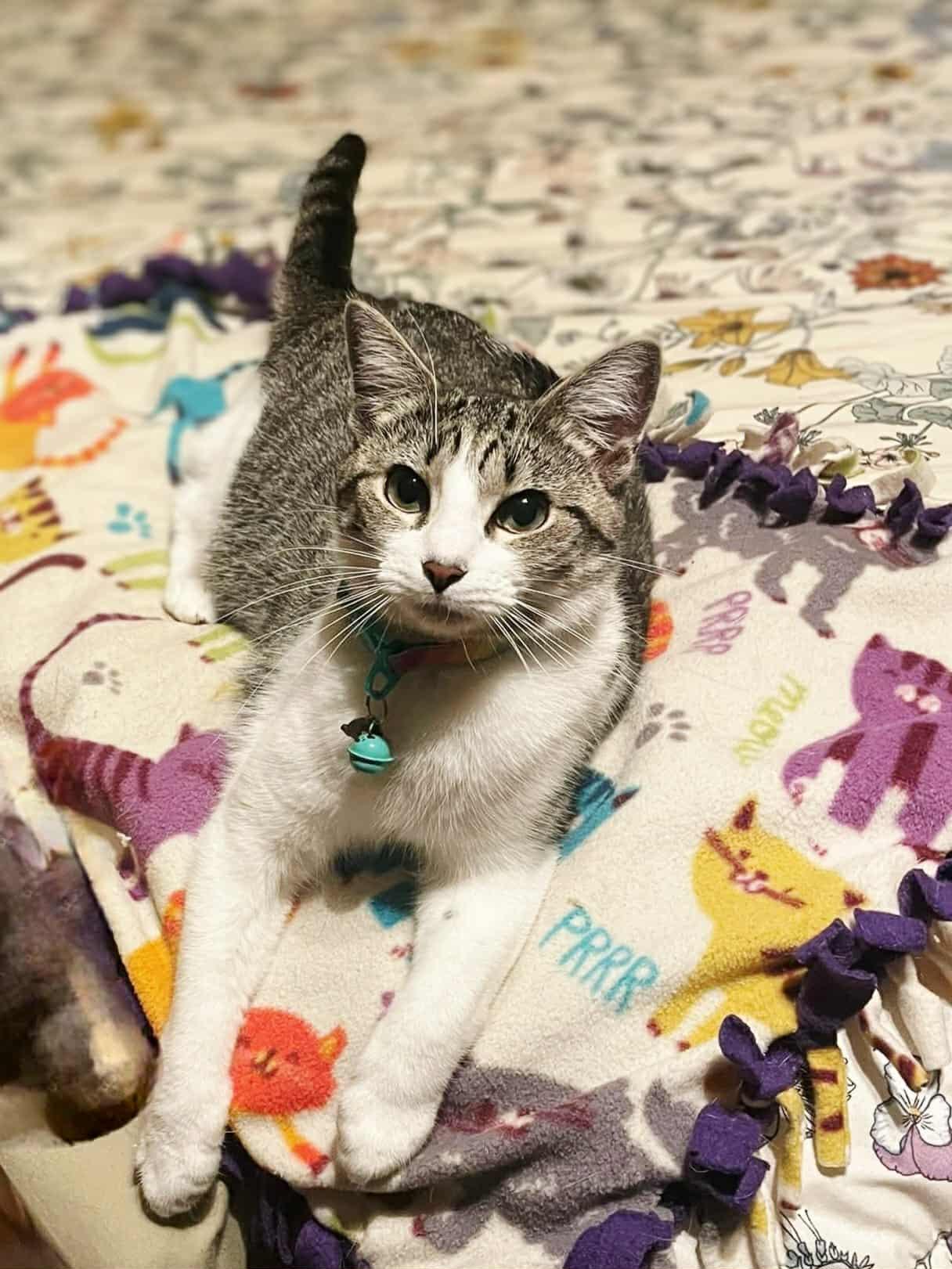 Enlarge Feather, a Adoptable Domestic Short Hair in Social Circle, GA image 3/3
