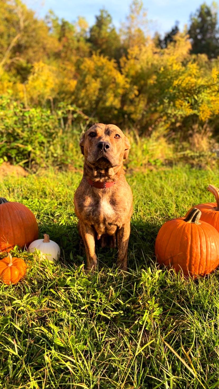 CHARLIE, Adoptable, Adult Female Pit Bull Terrier & American Bully.
