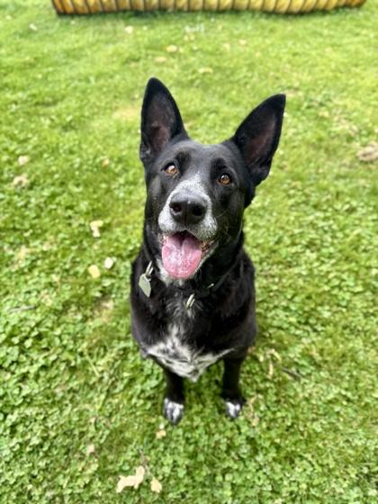 Laney, adopted, Adult Female Mixed Breed.
