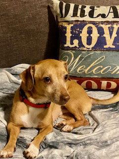 Louie, Adoptable, Adult Male Dachshund & Chihuahua.