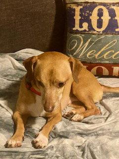 Louie, a Adoptable mixed breed in Tampa, FL image 2/3