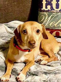 Louie, a Adoptable mixed breed in Tampa, FL image 3/3