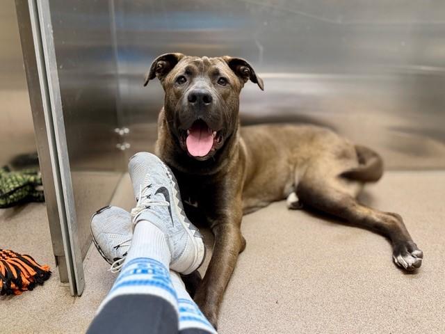 Enlarge DAZ BONES, a Adoptable mixed breed in Denver, CO image 1/1