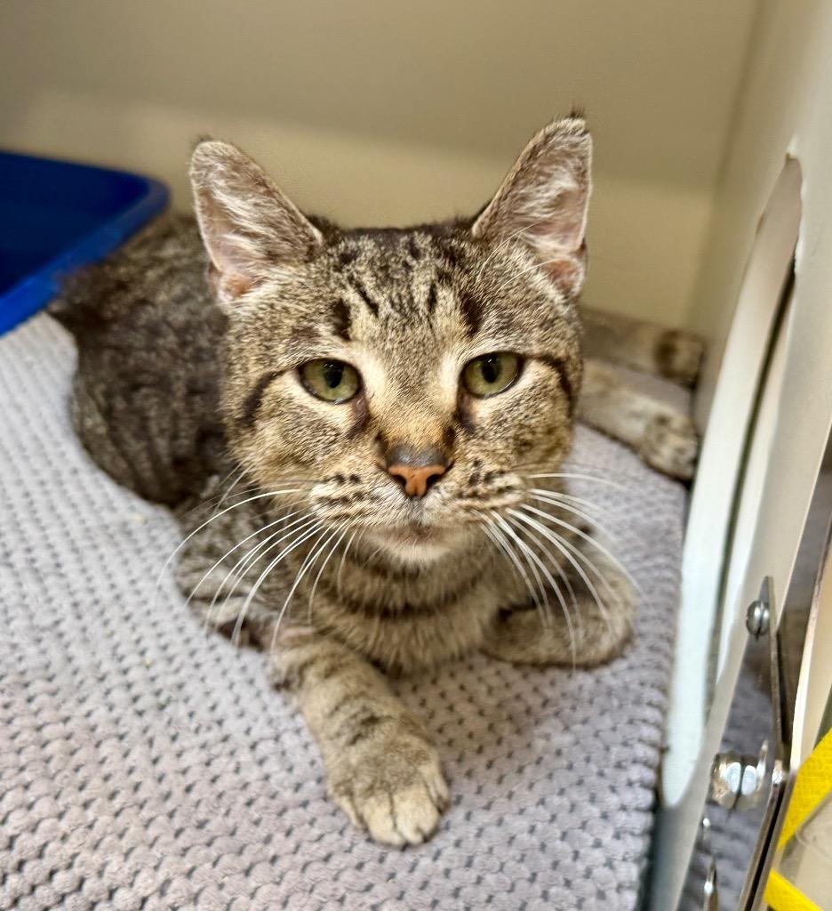 Erin, Adoptable, Adult Female Domestic Short Hair.