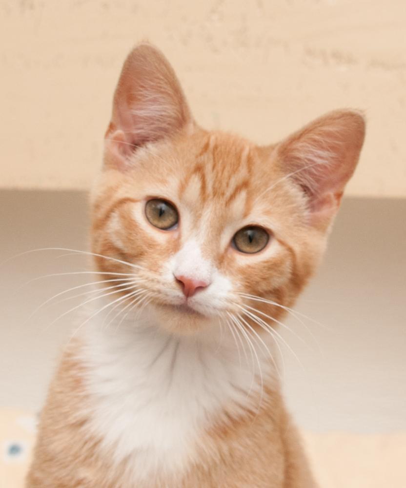 Blaze (gets adopted with Lola)