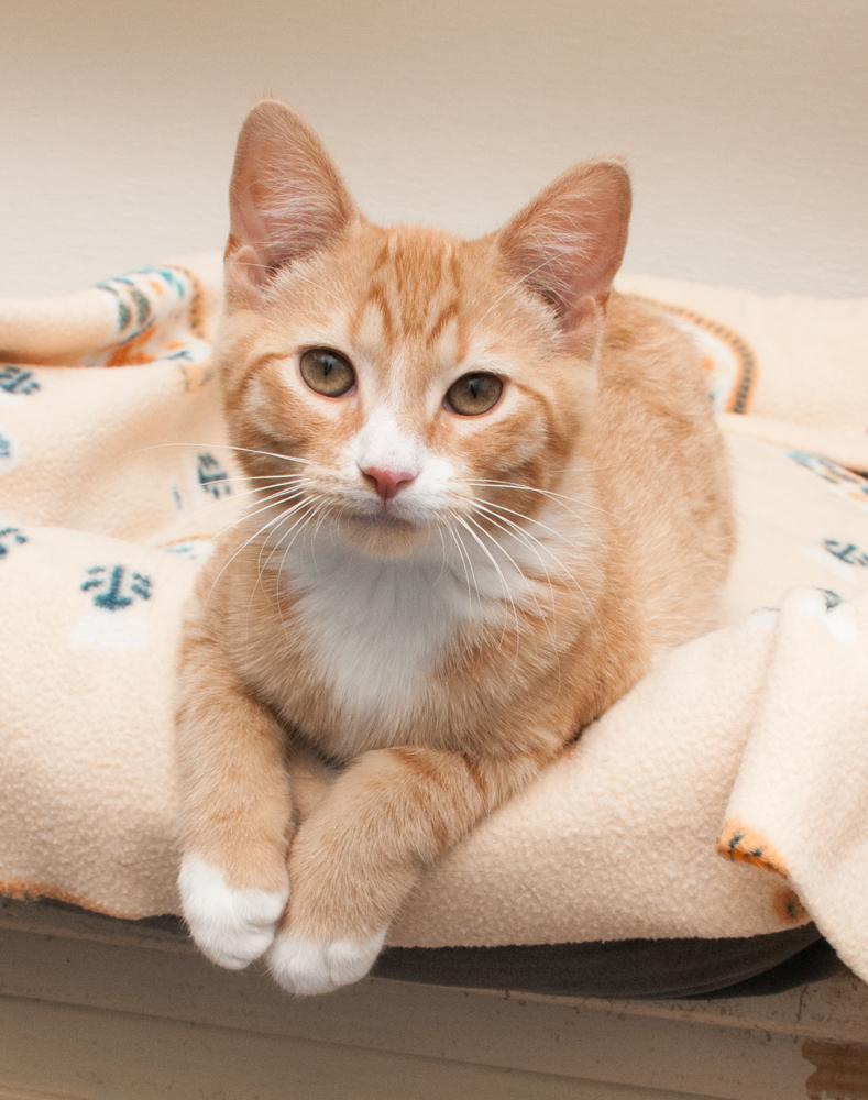 Blaze (gets adopted with Lola)