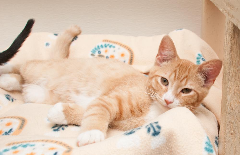 Blaze (gets adopted with Lola)