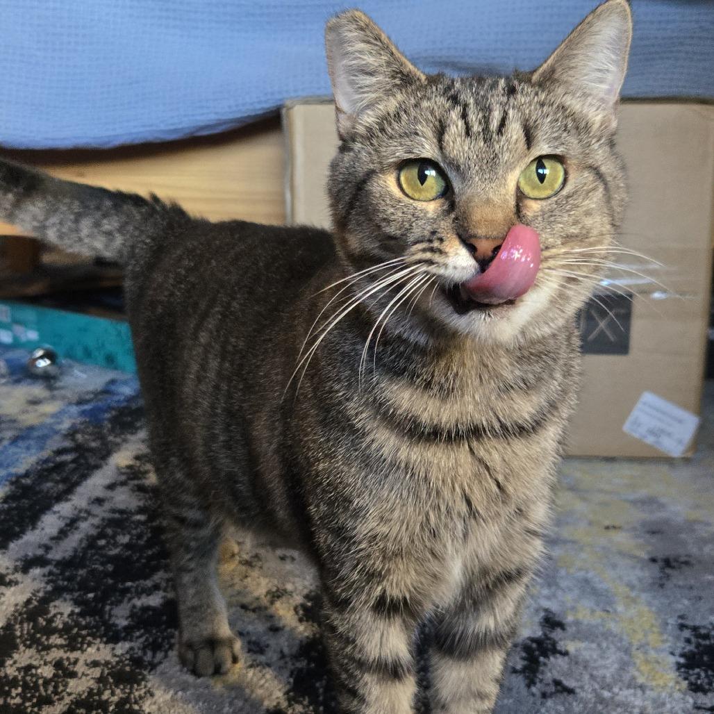 Tigress and Cubs - Tigress, Adoptable, Adult Female Domestic Short Hair.