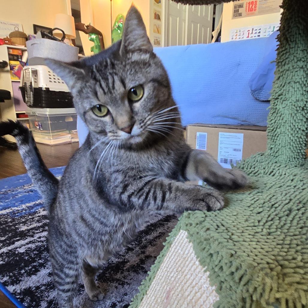 Enlarge Tigress and Cubs - Tigress, a Adoptable Domestic Short Hair in Washington, DC image 2/3