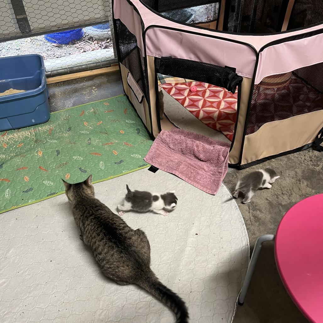 Enlarge Tigress and Cubs - Tigress, a Adoptable Domestic Short Hair in Washington, DC image 3/3