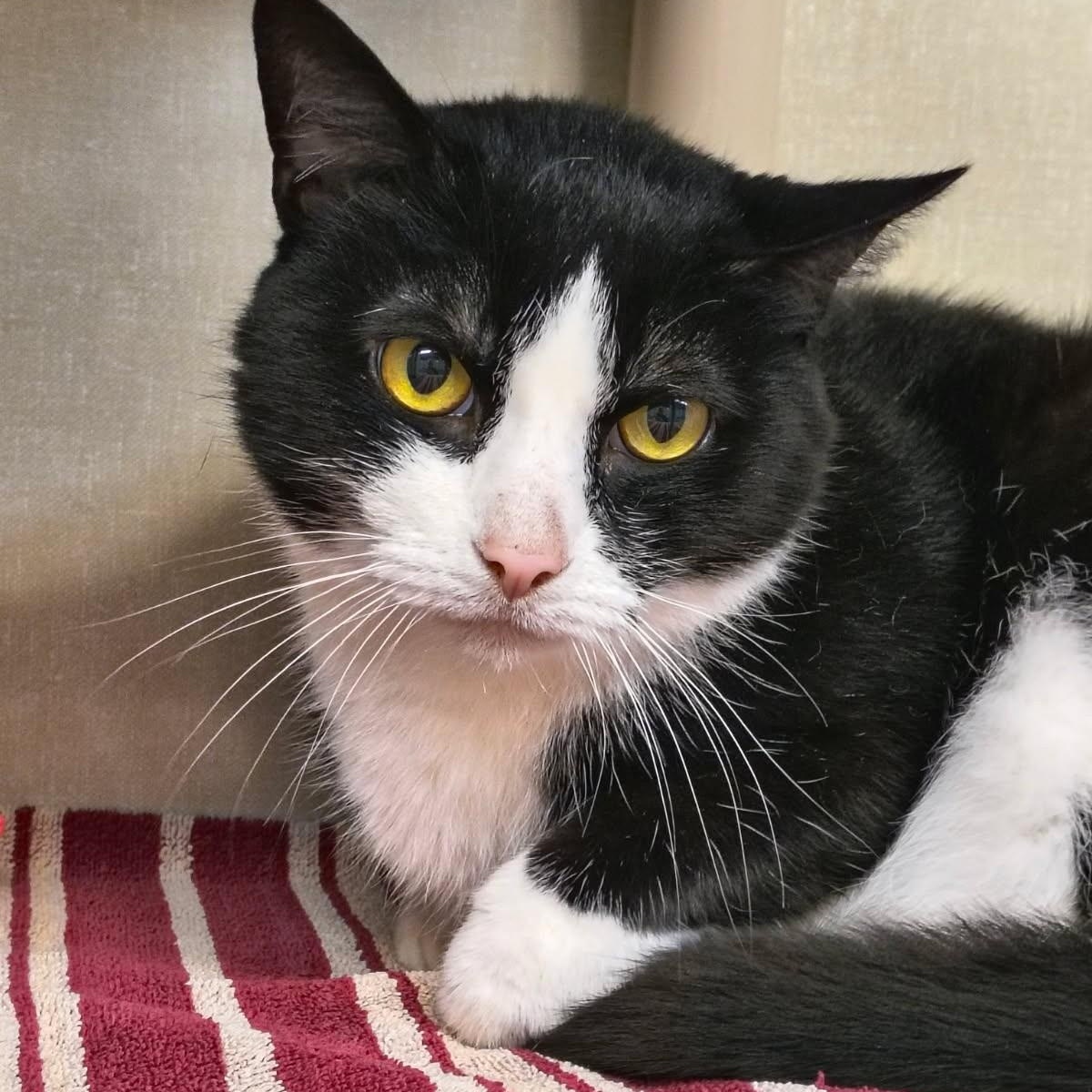 Boots, adopted, Senior Male Domestic Short Hair.