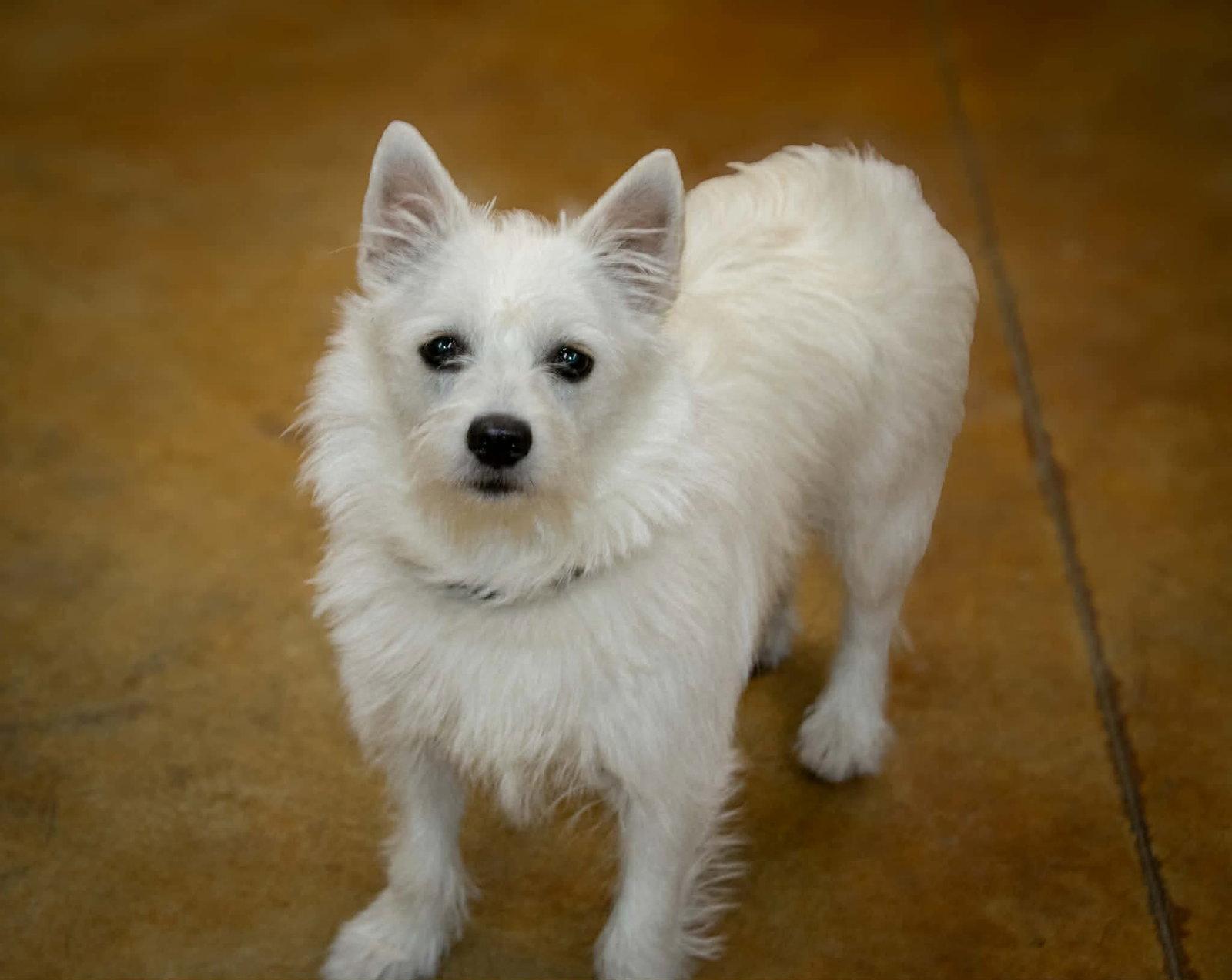 Mazy (no more applications), Adopted, Young Female West Highland White Terrier / Westie & American Eskimo Dog.