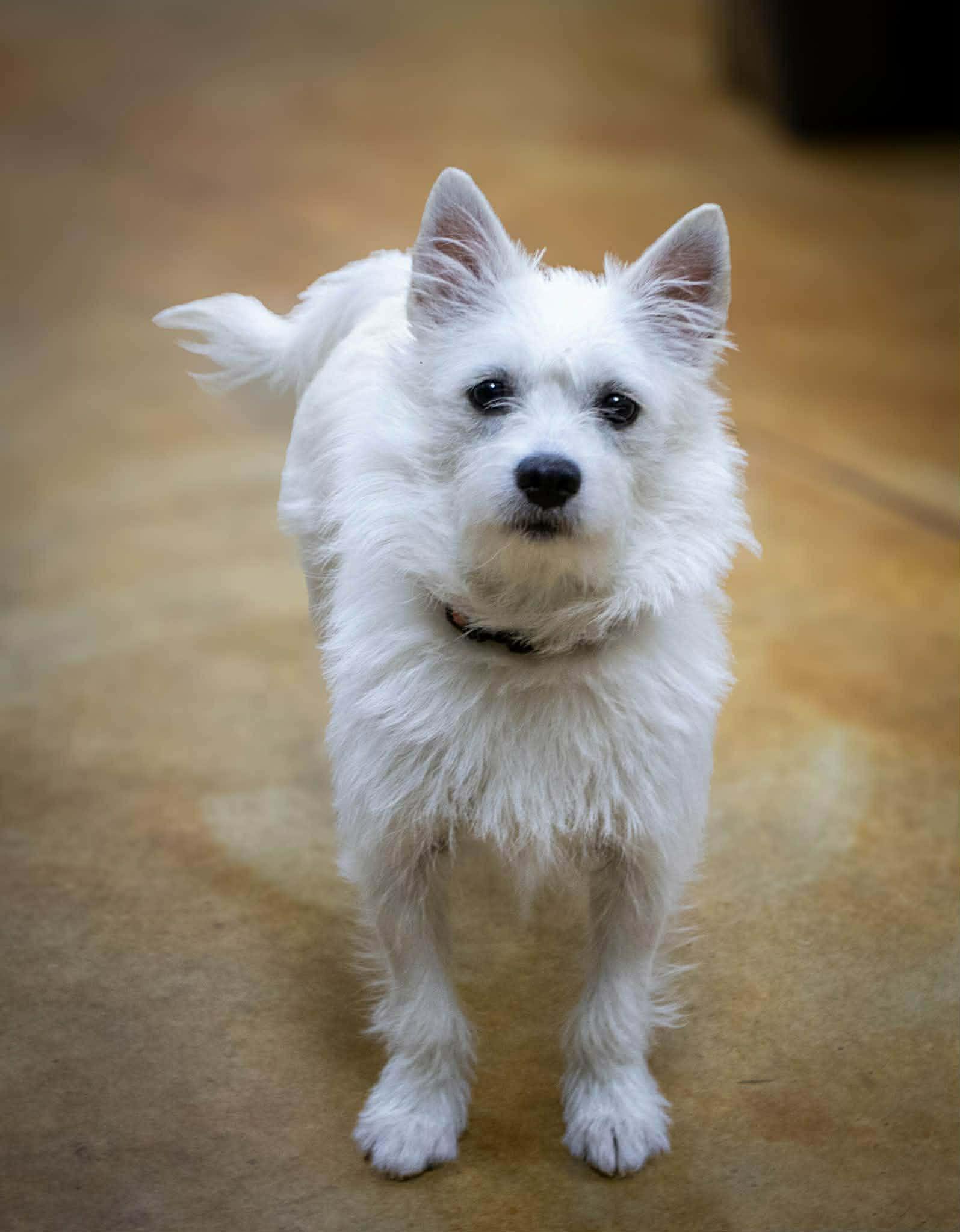 Enlarge Mazy (no more applications), a Adopted mixed breed in Austin, MN image 2/2