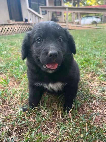 Enlarge Harvard, a Adoptable mixed breed in Morton Grove, IL image 1/3
