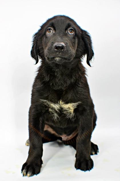 Enlarge Harvard, a Adoptable mixed breed in Morton Grove, IL image 2/3