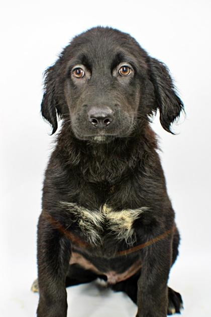Enlarge Harvard, a Adoptable mixed breed in Morton Grove, IL image 3/3