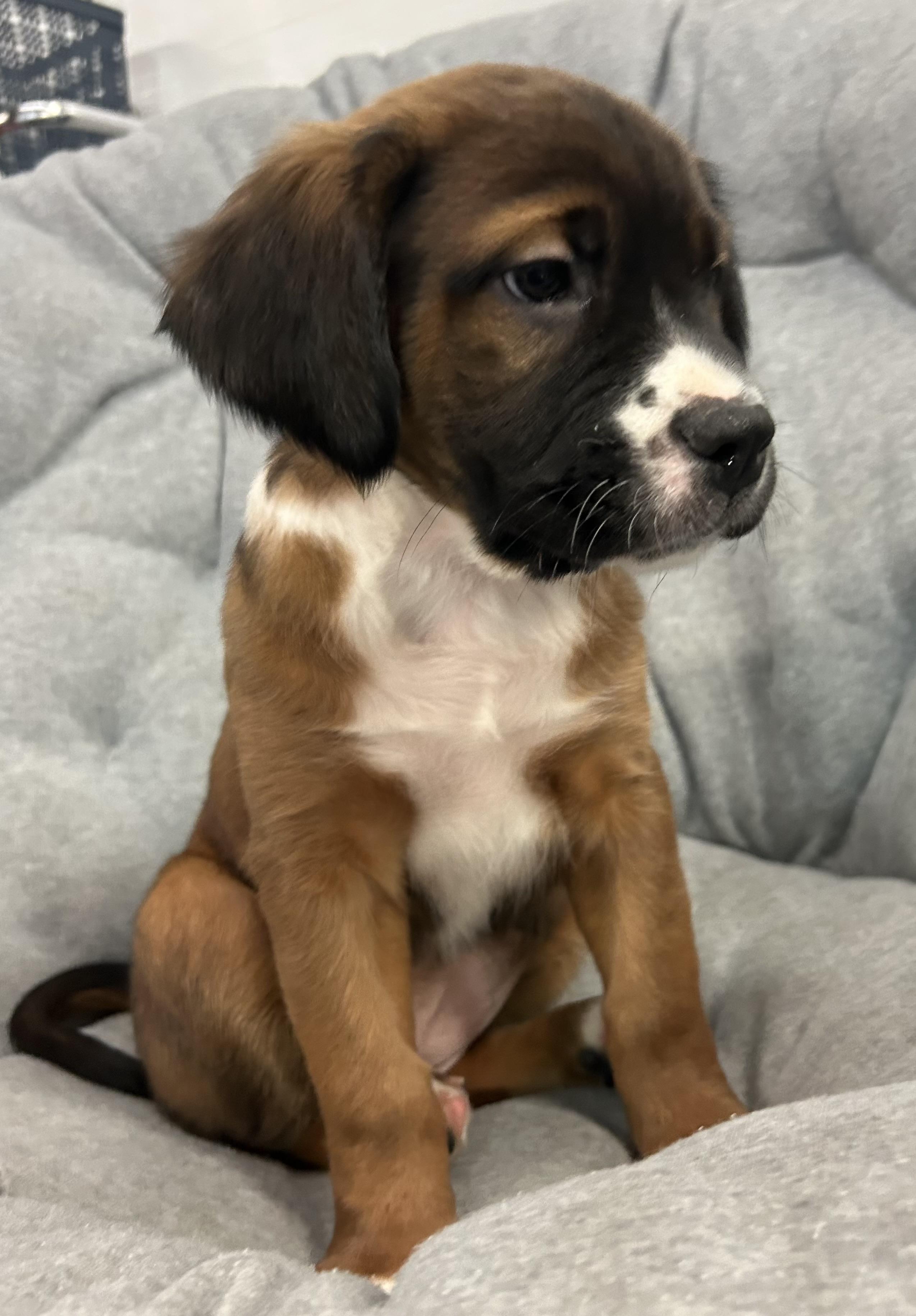Venus, a Adoptable mixed breed in Crystal Lake, IL image 4/6