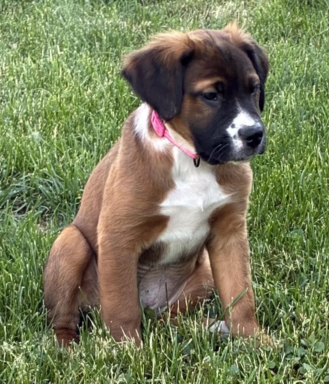 Venus, Adoptable, Puppy Female Labrador Retriever & Boxer.