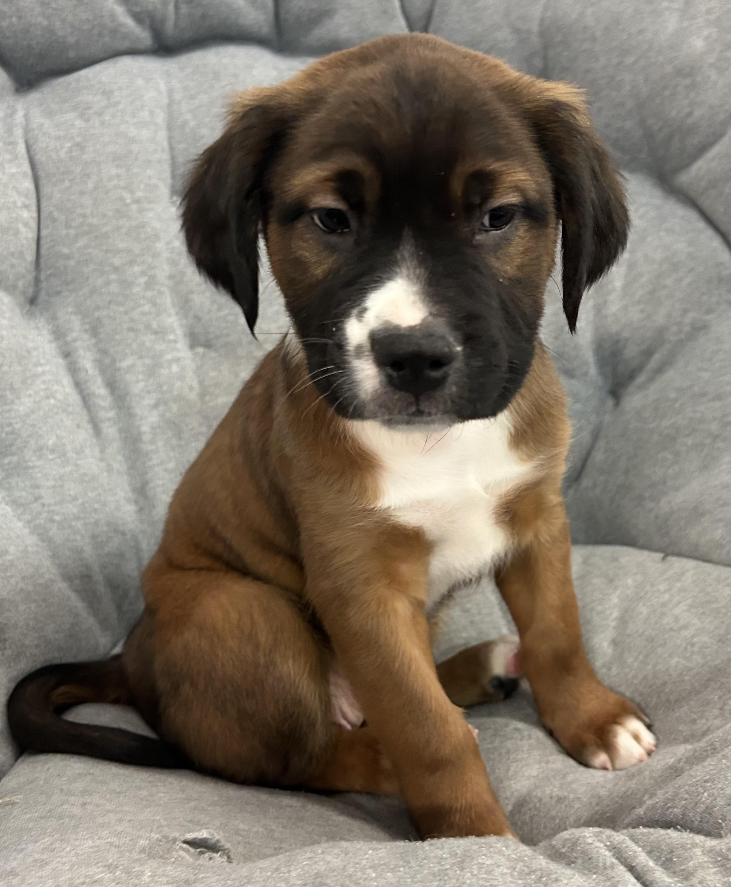 Venus, a Adoptable mixed breed in Crystal Lake, IL image 5/6