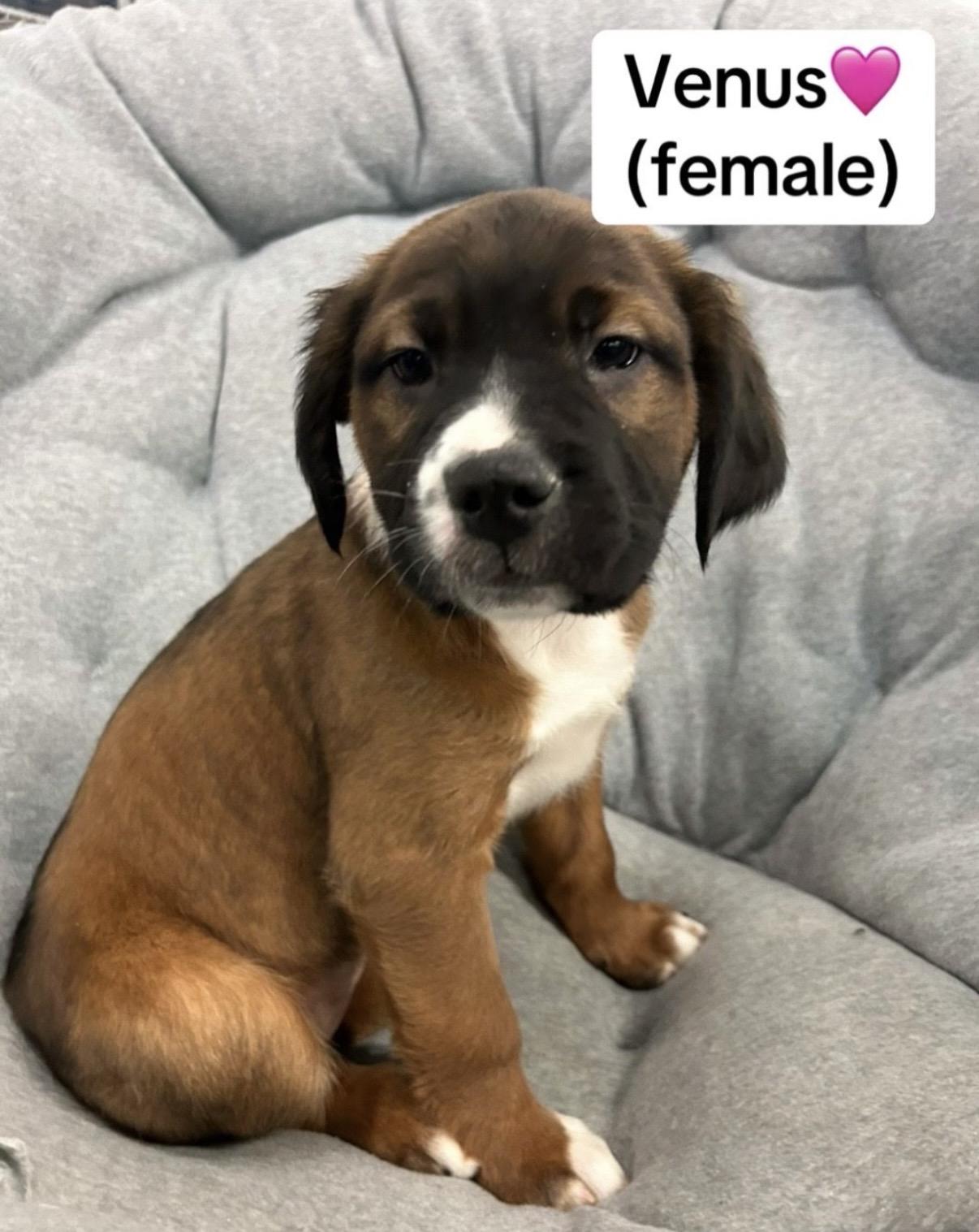 Venus, a Adoptable mixed breed in Crystal Lake, IL image 2/6