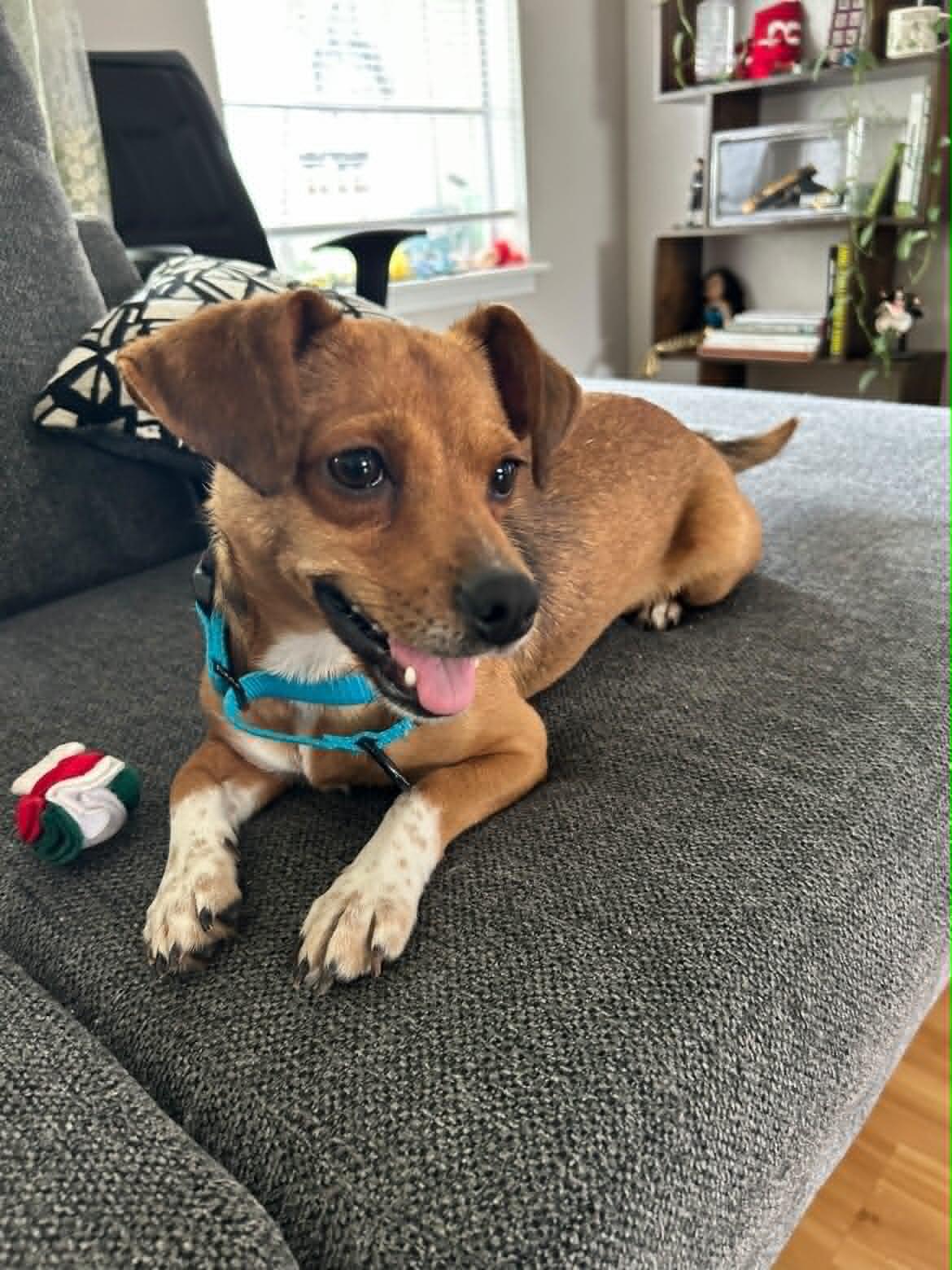 Enlarge Penny, an adoption pending mixed breed in Boise, ID image 2/6