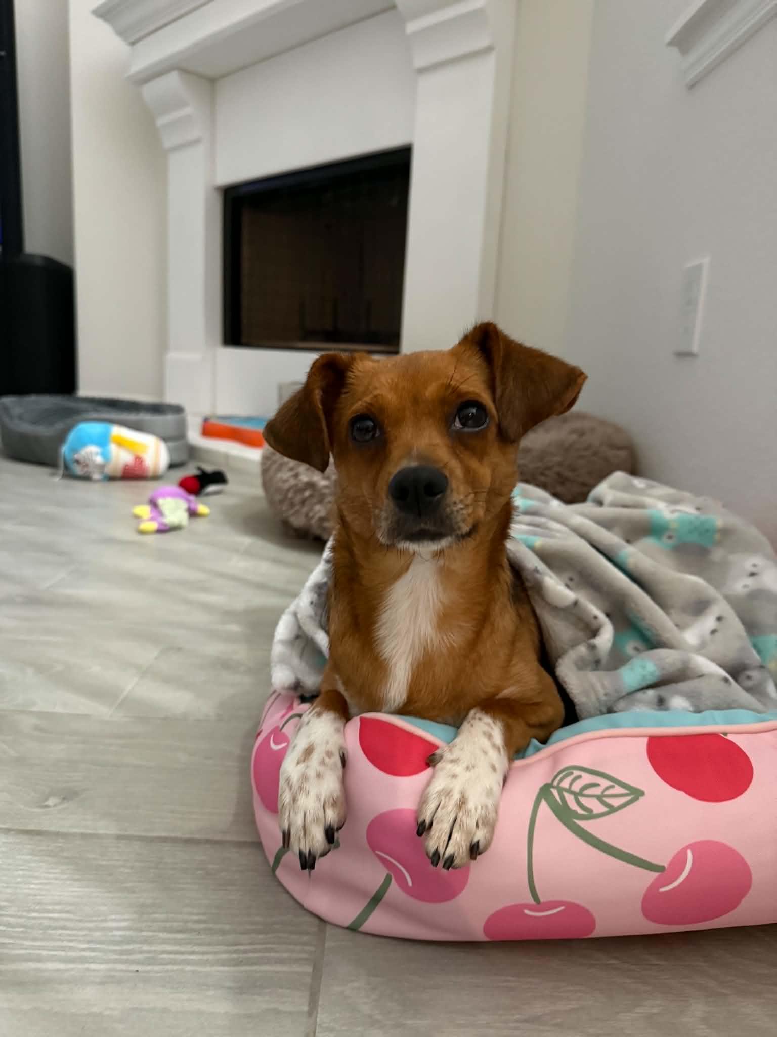 Enlarge Penny, an adoption pending mixed breed in Boise, ID image 6/6