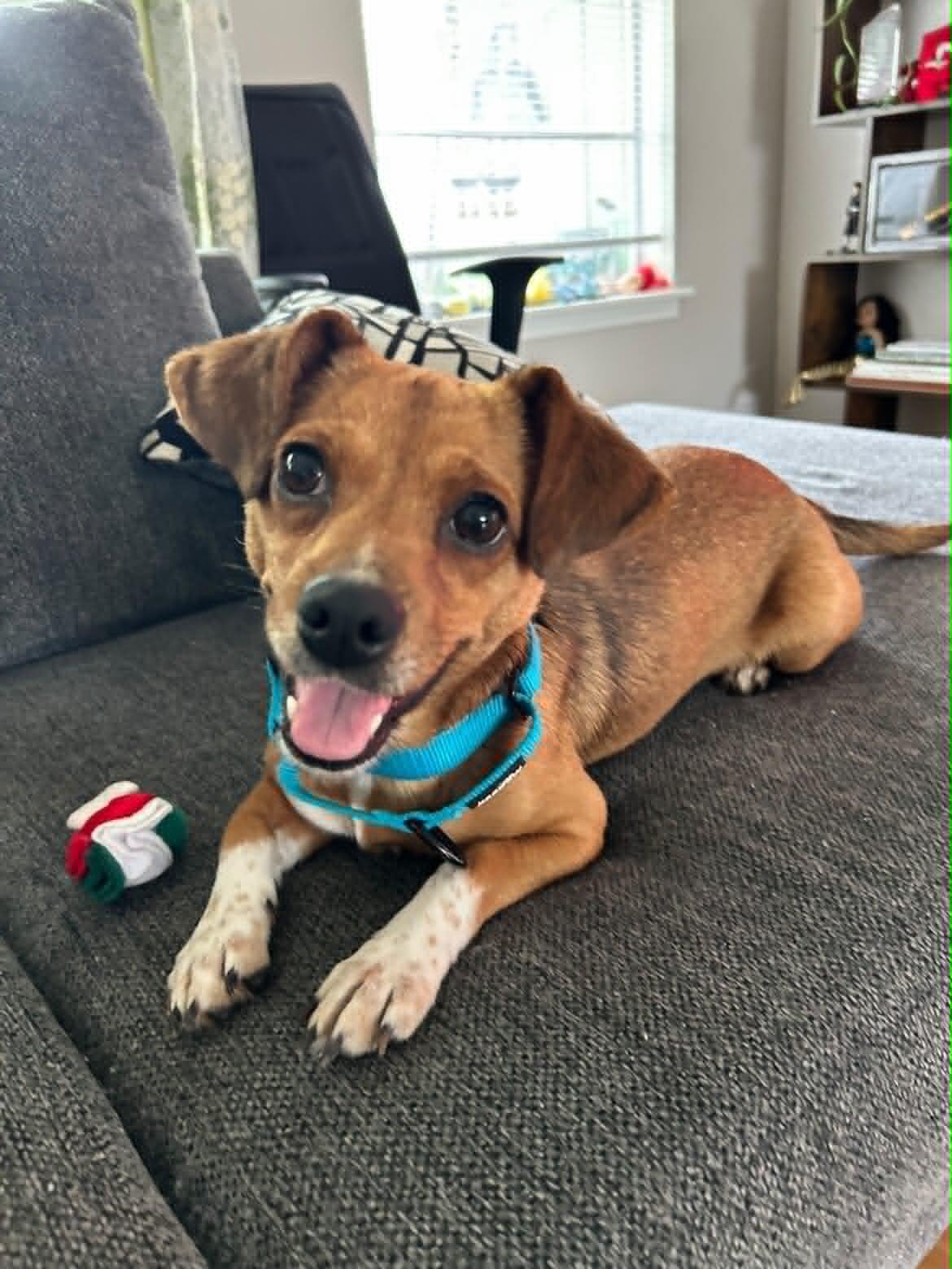 Enlarge Penny, an adoption pending mixed breed in Boise, ID image 3/6