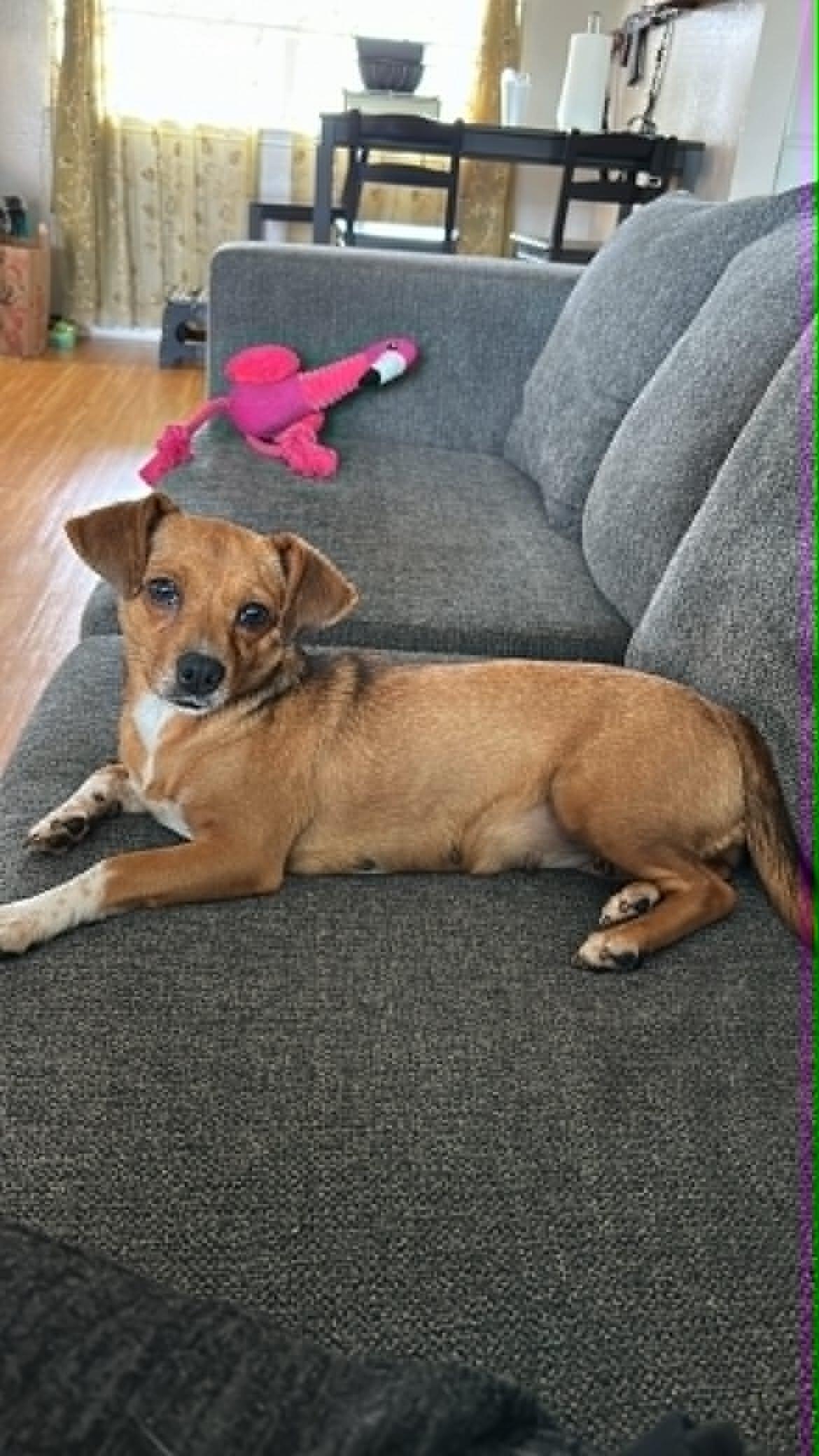 Enlarge Penny, an adoption pending mixed breed in Boise, ID image 4/6