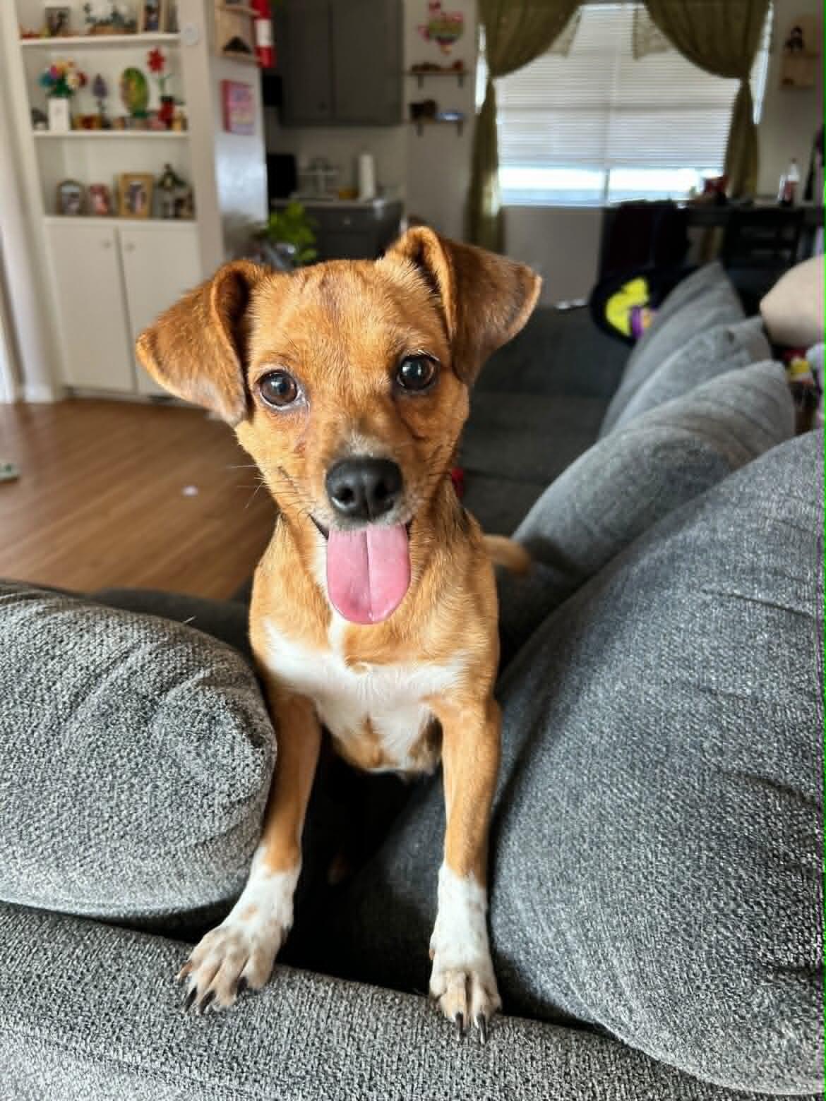 Enlarge Penny, an adoption pending mixed breed in Boise, ID image 1/6