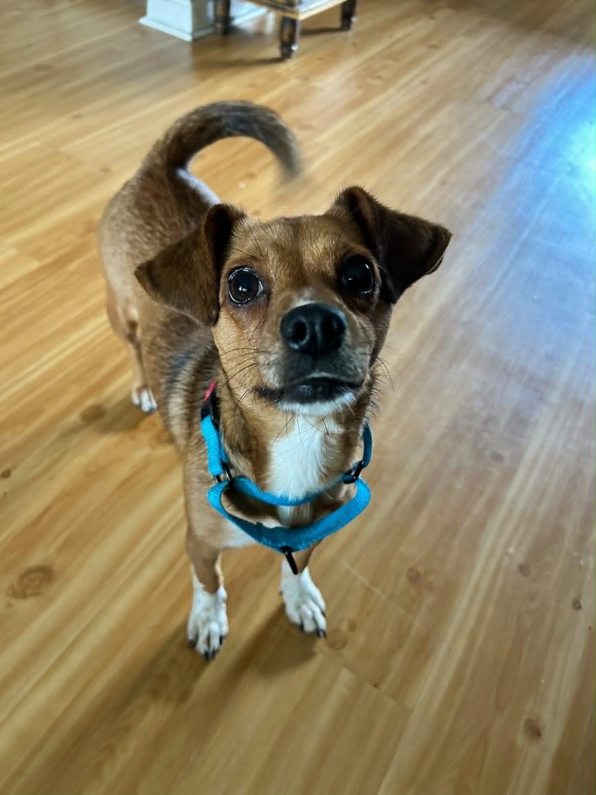 Enlarge Penny, an adoption pending mixed breed in Boise, ID image 5/6