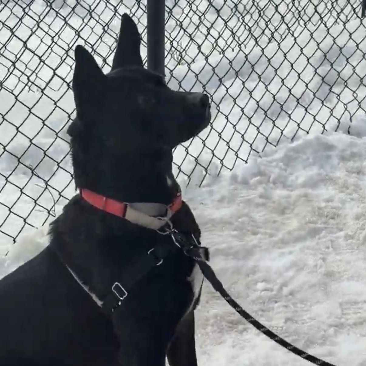 Enlarge Jack-Bouncer (at the cuddle club)., a Adoptable mixed breed in Berwick, ME image 5/6