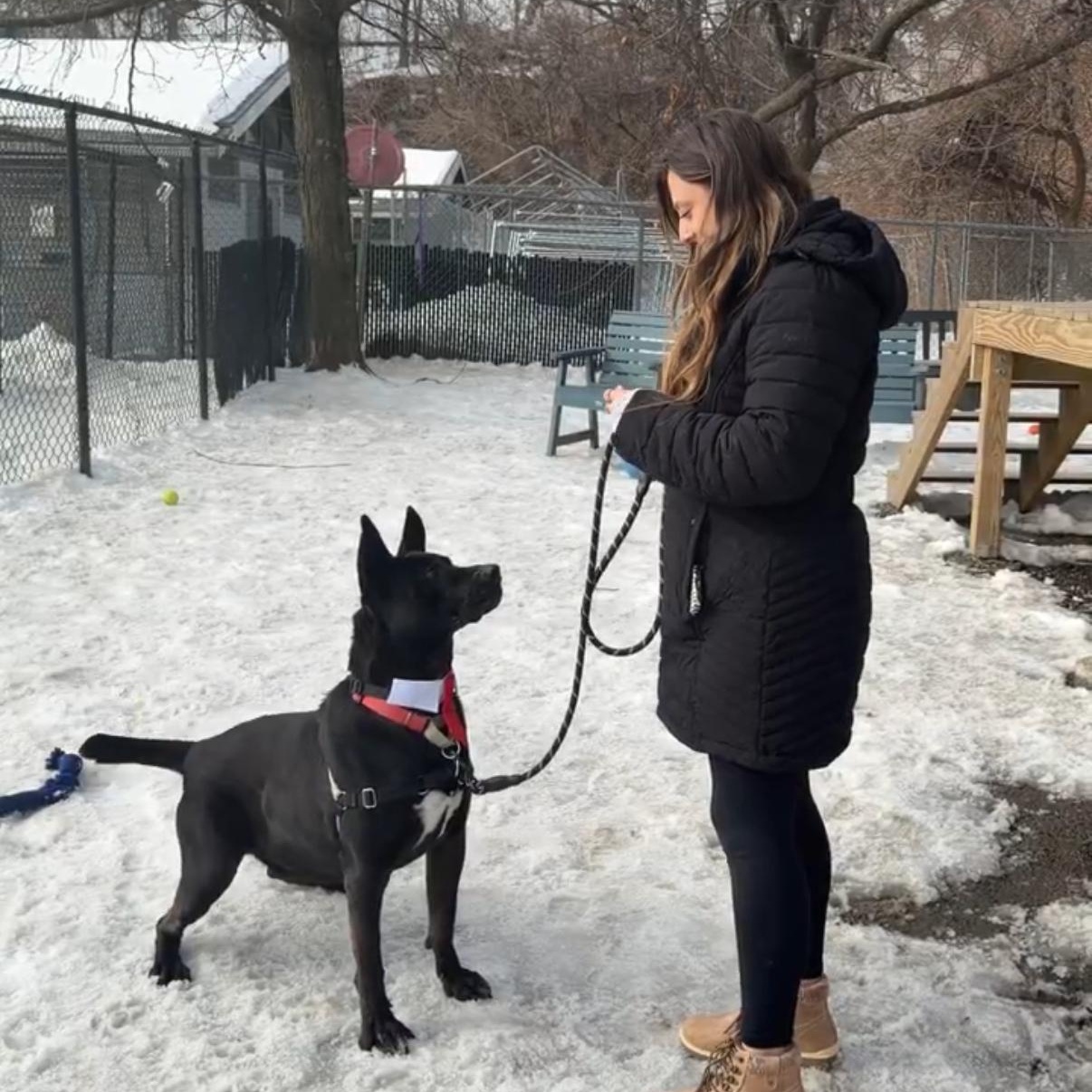 Enlarge Jack-Bouncer (at the cuddle club)., a Adoptable mixed breed in Berwick, ME image 4/6