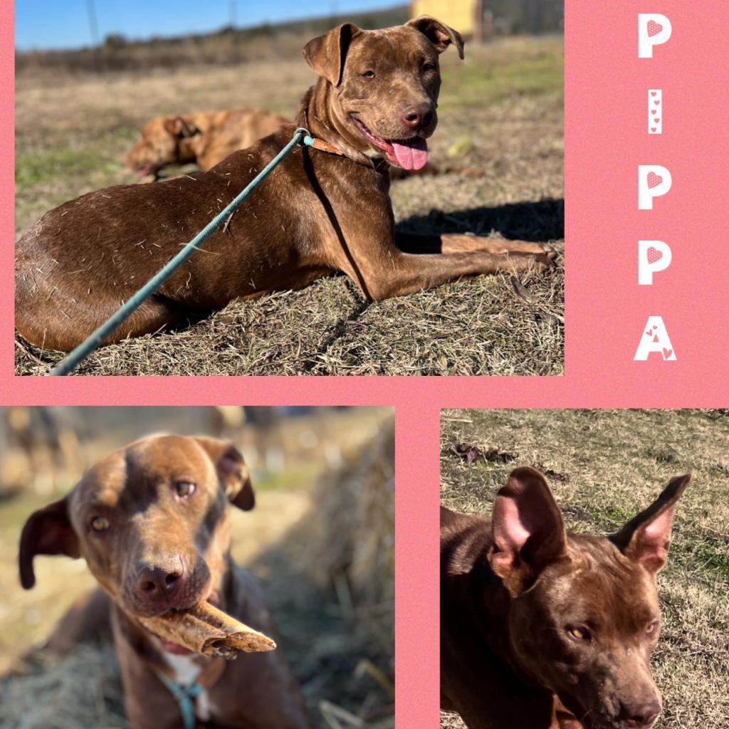 Enlarge Pippa, a Adoptable mixed breed in Wadena, MN image 1/6