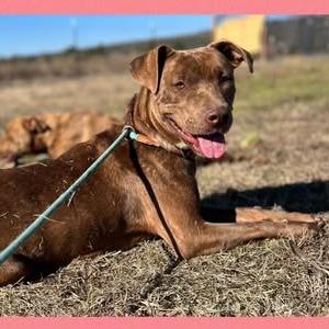 Enlarge Pippa, a Adoptable mixed breed in Wadena, MN image 4/6