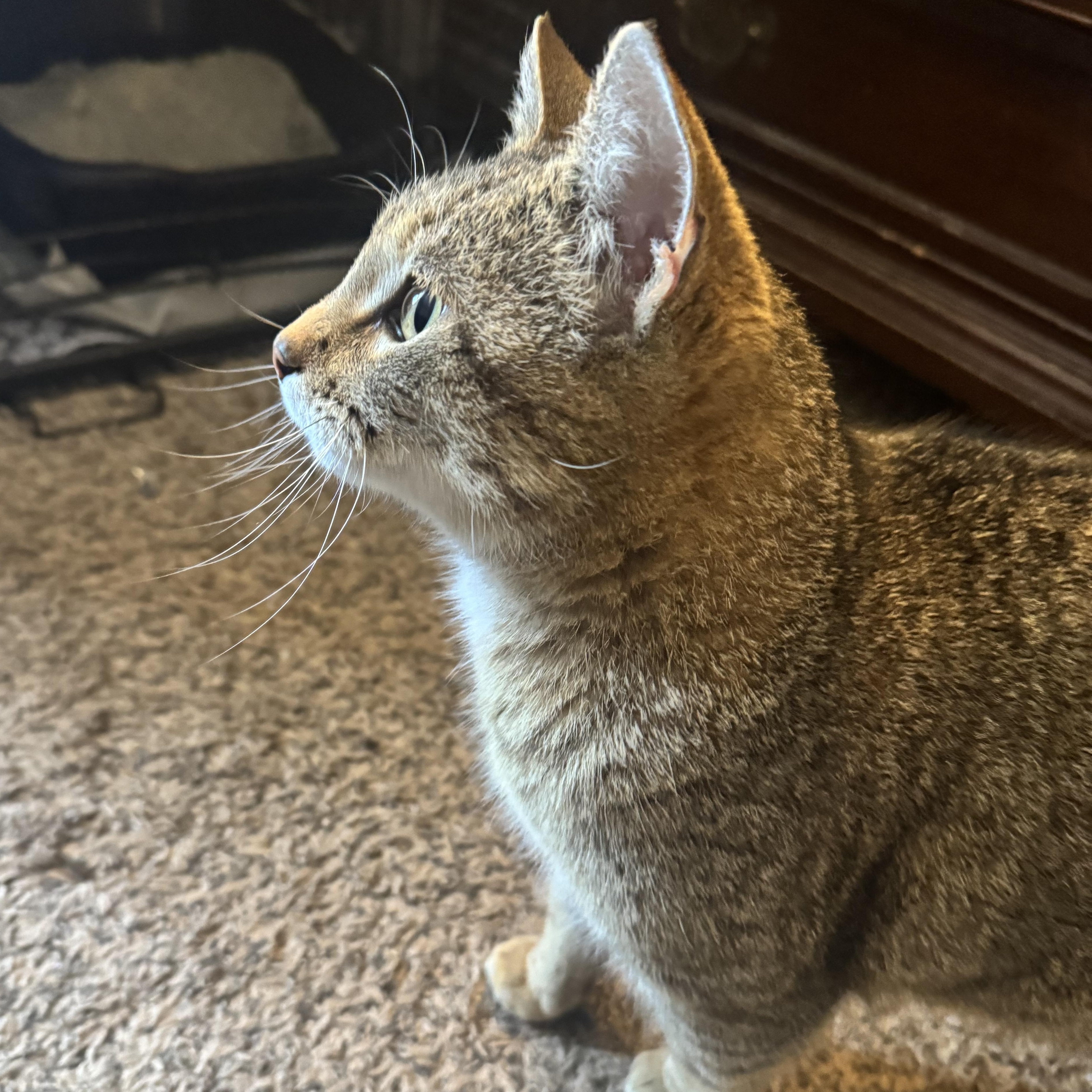 Enlarge Mitsu, a Adoptable Tabby in Livonia, MI image 3/4
