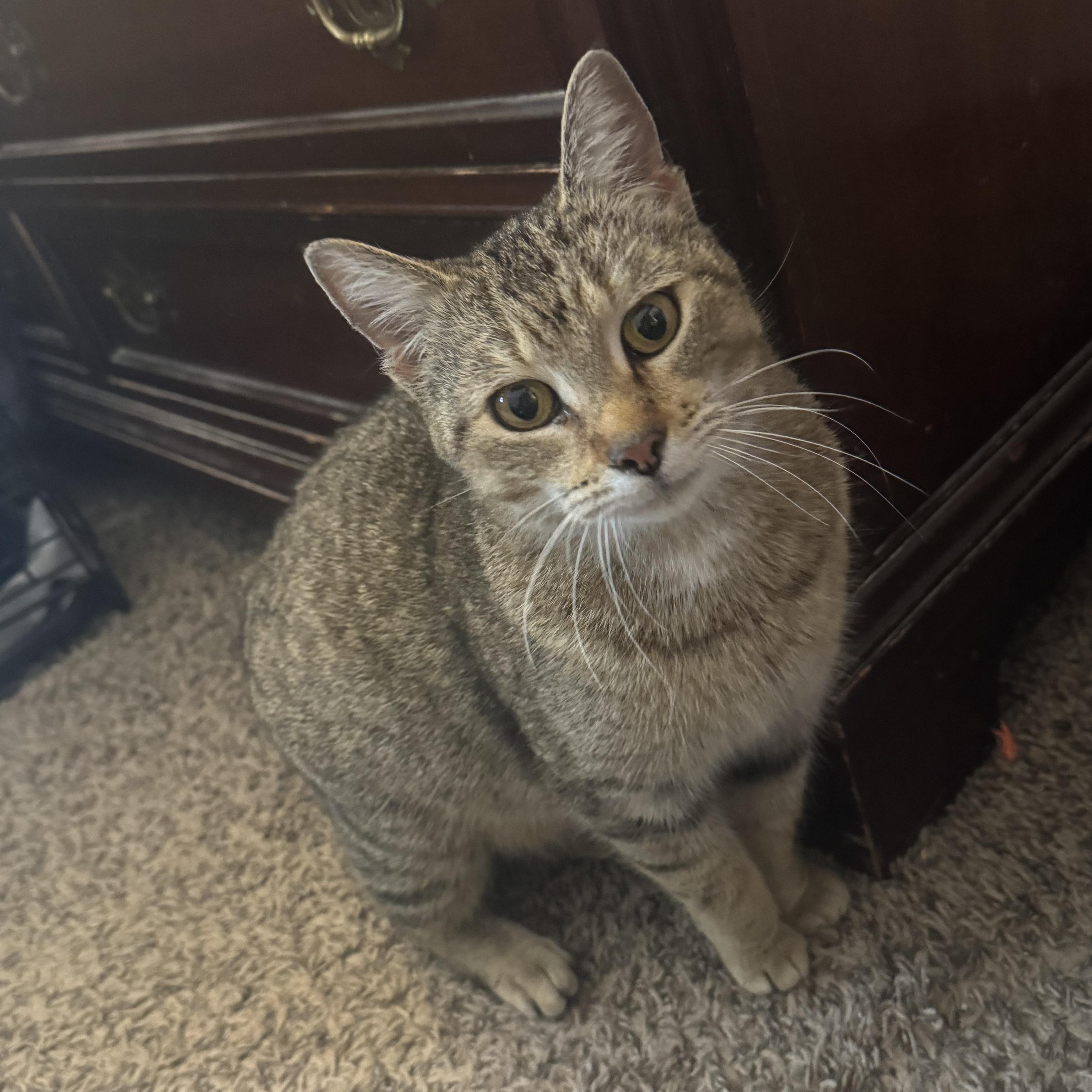 Mitsu, Adoptable, Young Female Tabby.