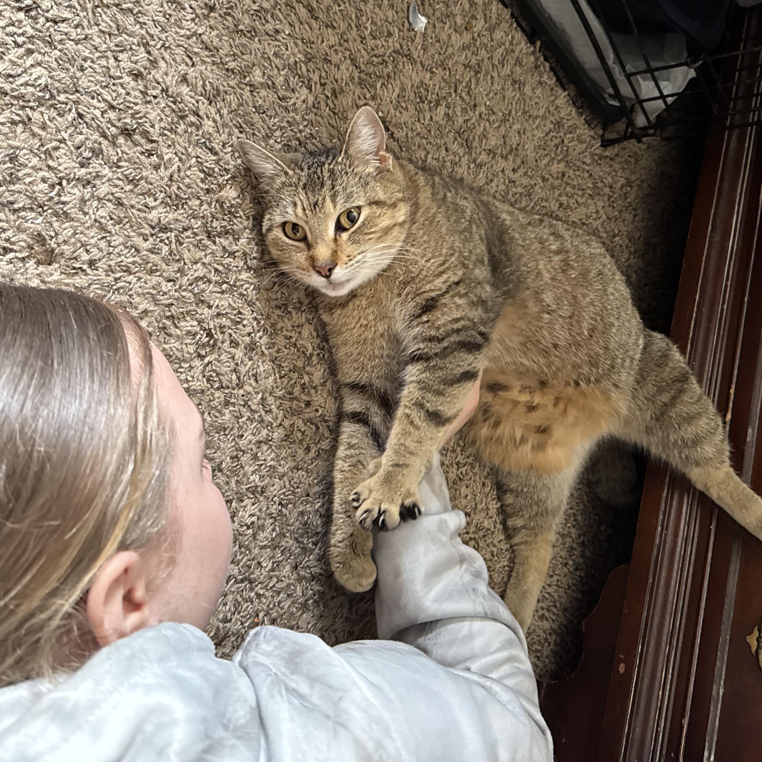 Enlarge Mitsu, a Adoptable Tabby in Livonia, MI image 2/4