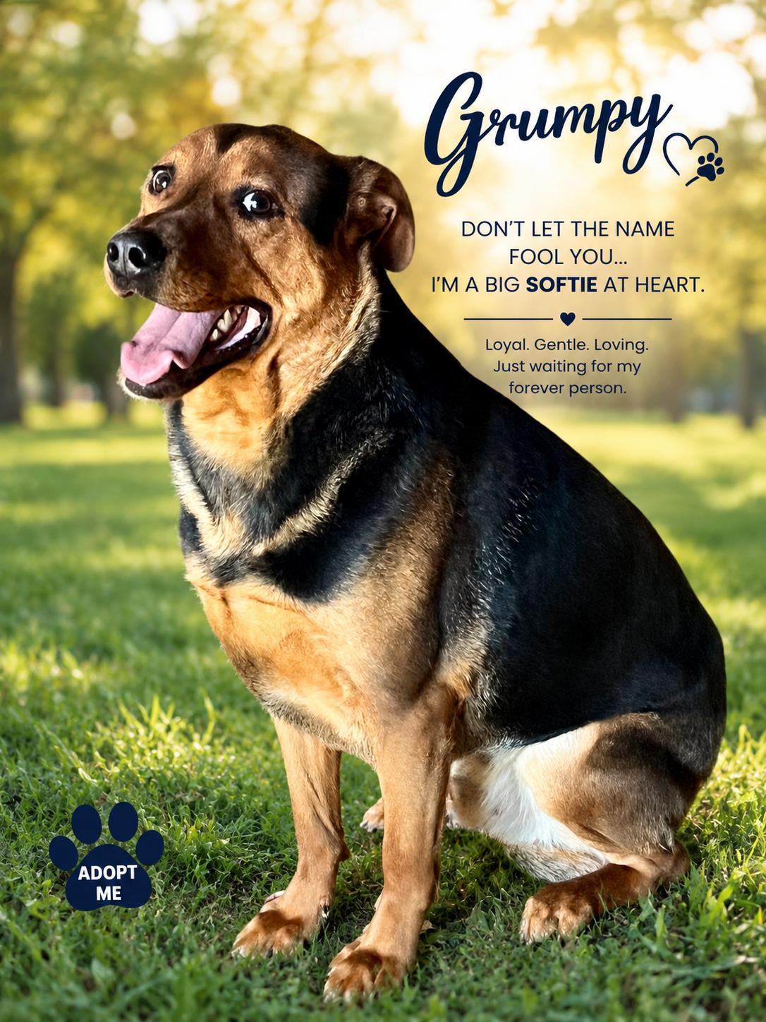 Grumpy, Adoptable, Young Male Shepherd.