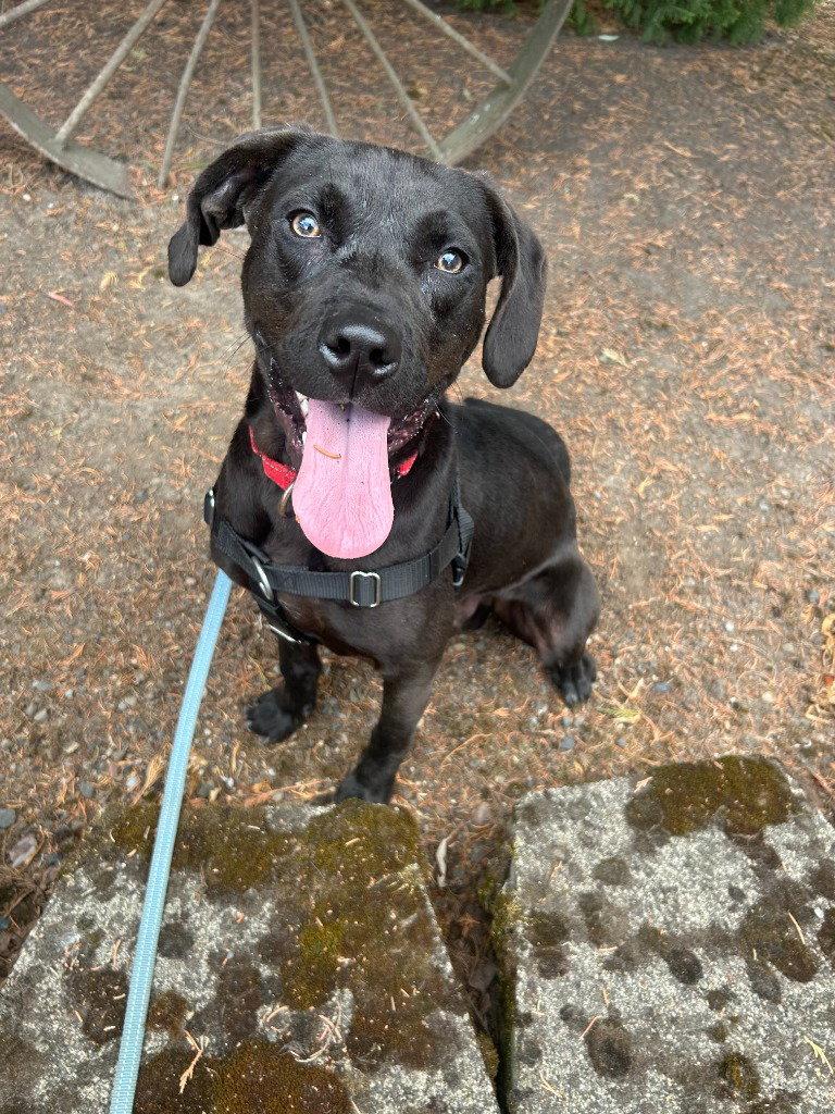 Enlarge Kress, a Adoptable Terrier in St. Helens, OR image 1/1