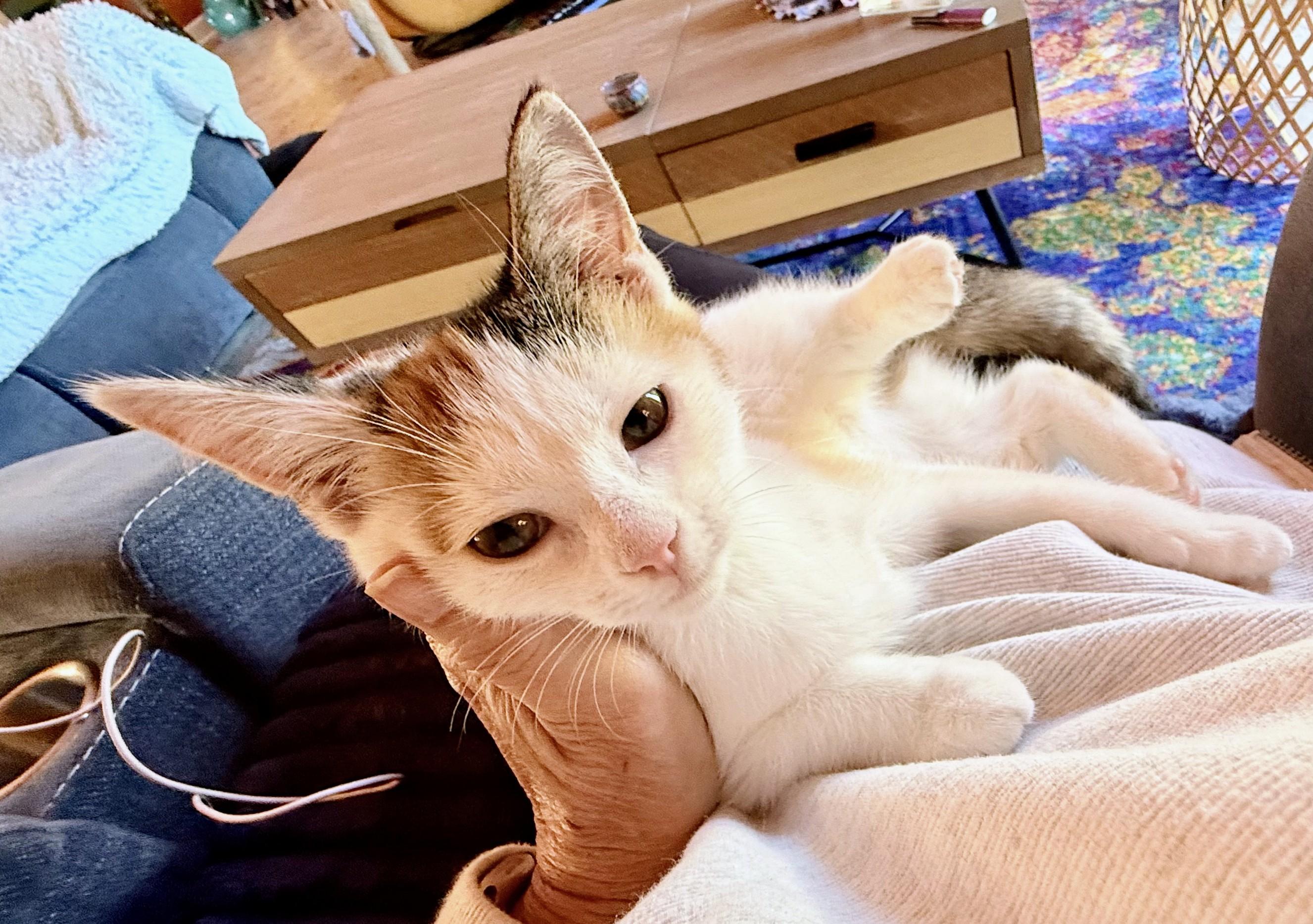 Enlarge ESTELLA the Star, a Adopted Calico in Lebanon, TN image 5/5