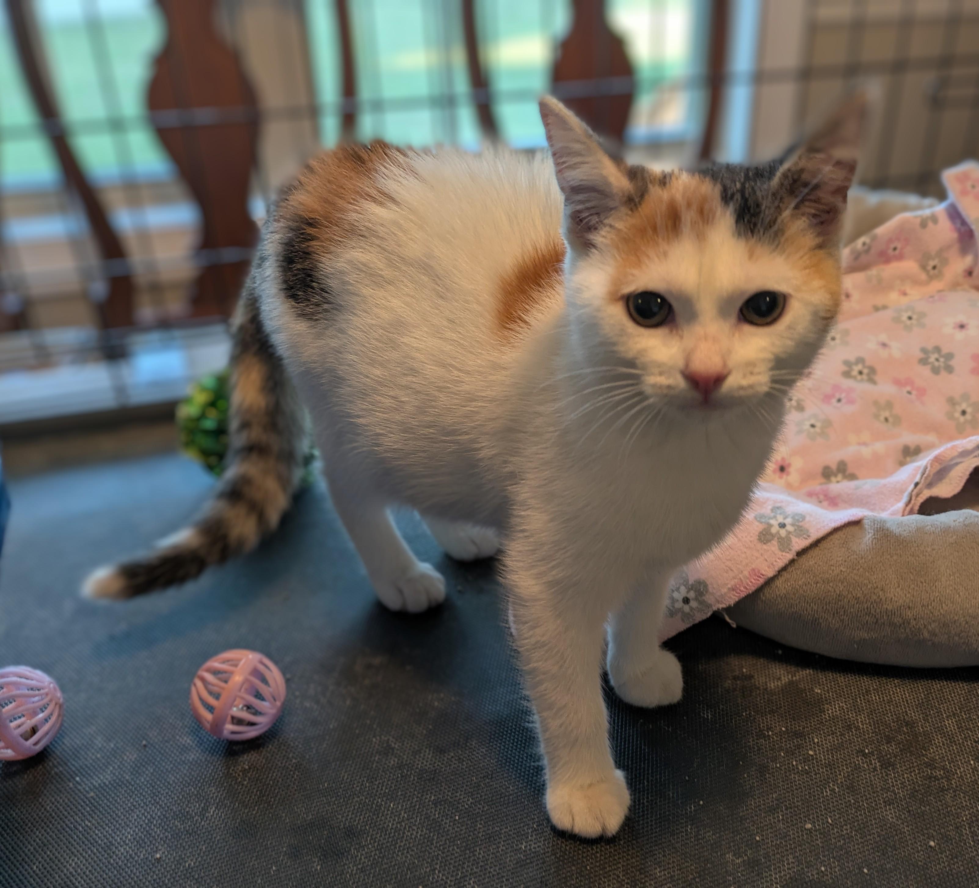 Enlarge ESTELLA the Star, a Adopted Calico in Lebanon, TN image 3/5